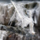 Close-up of raw white chrysotile asbestos fibers, the form of asbestos addressed by the EPA rule
