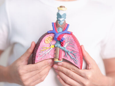 Person holding an anatomical model of the lungs and airways to show what asbestos does to your lungs