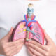 Person holding an anatomical model of the lungs and airways to show what asbestos does to your lungs